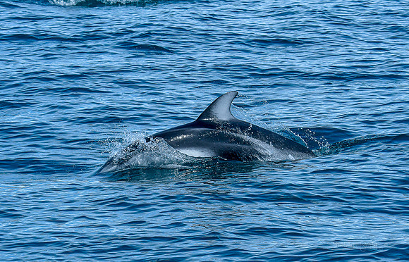 Pacific White-Sided Dolphin