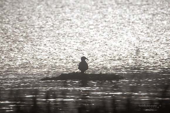 Gull silhouette