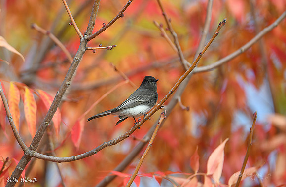Black Phoebe in fall colors