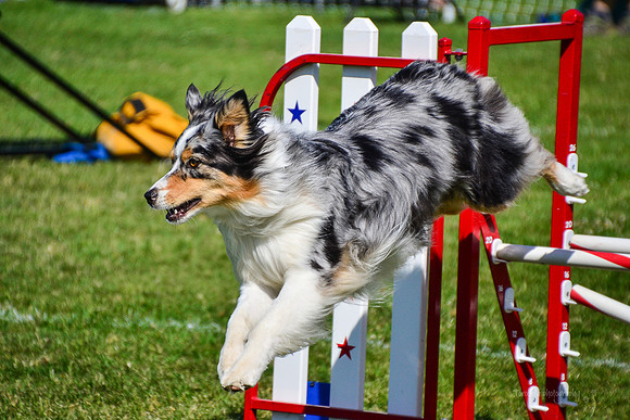 Belgian Terv trial 6.6.14-637