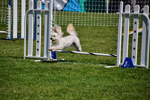 Belgian Terv trial 6.6.14-43