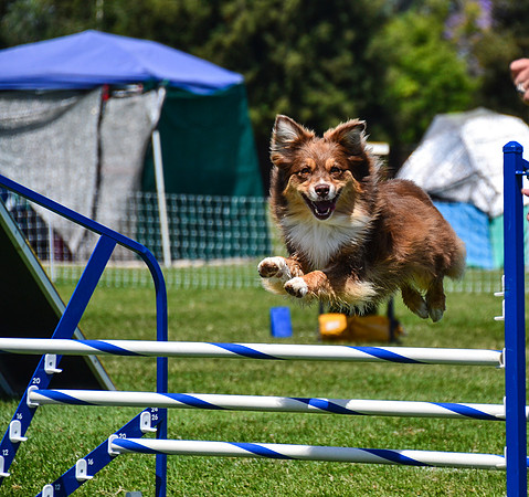 Belgian Terv trial 6.8.14-131