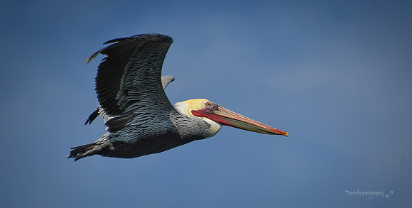 Colorful Brown Pelican in flight