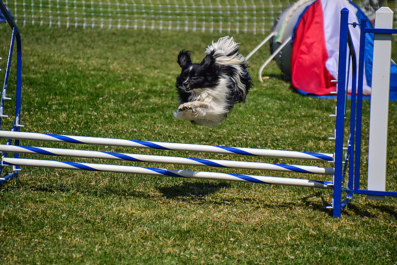 Belgian Terv trial 6.6.14-87
