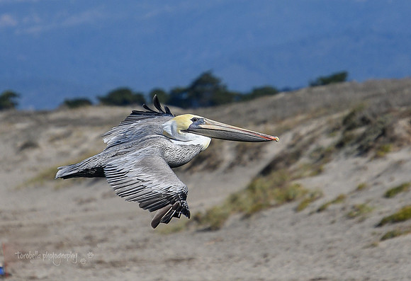 Breeding Brown Pelican in flight