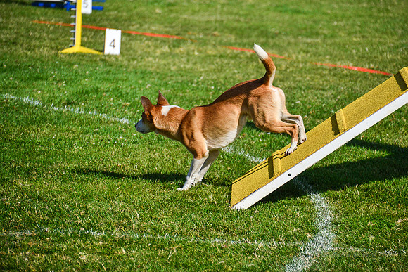 Belgian Terv trial 6.8.14-18