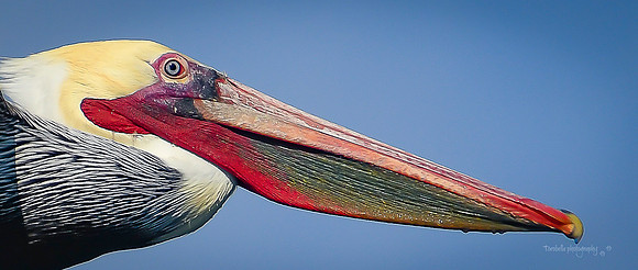 Colorful Brown Pelican_