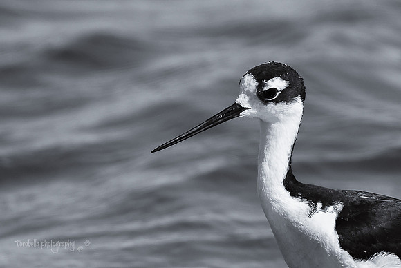 Stilt in black and white