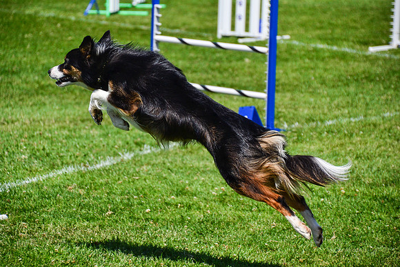 Belgian Terv trial 6.6.14-542