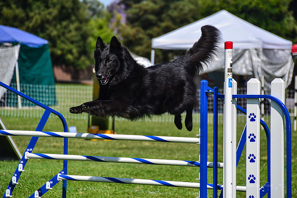 Belgian Terv trial 6.8.14-94