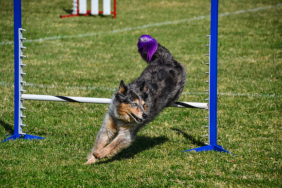 Belgian Terv trial 6.8.14-39