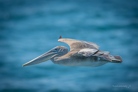 Brown Pelican in flight on blue