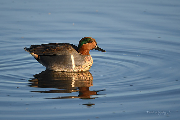 Green-Winged Teal