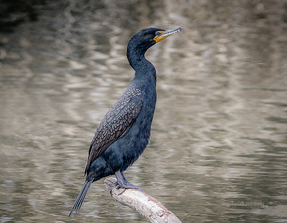 Double-Crested Cormorant