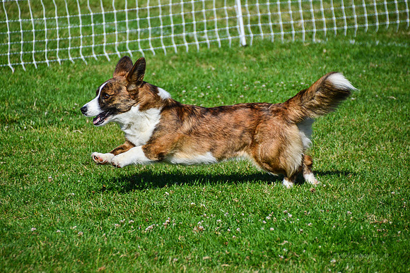 Belgian Terv trial 6.8.14-27