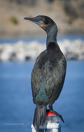 Brandt's Cormorant on buoy