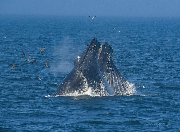 Double Humpback lunge feed