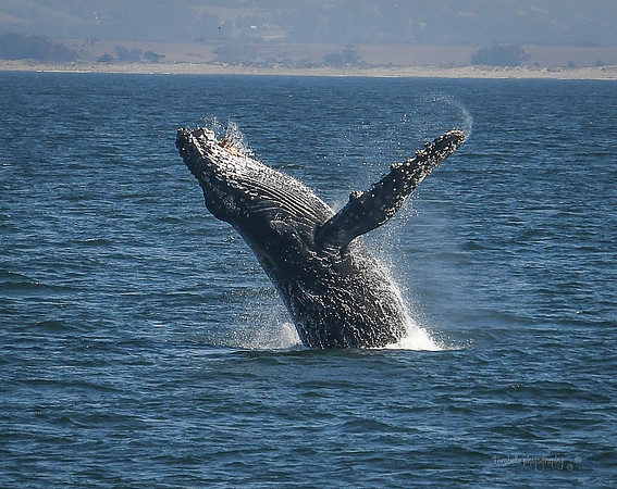 Breach!