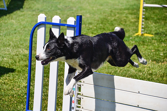 Belgian Terv trial 6.6.14-538