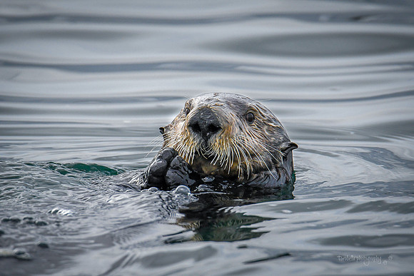 Sea Otter 1