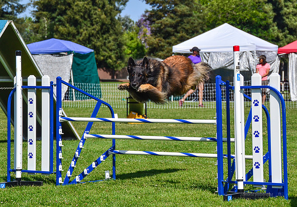 Belgian Terv trial 6.8.14-66