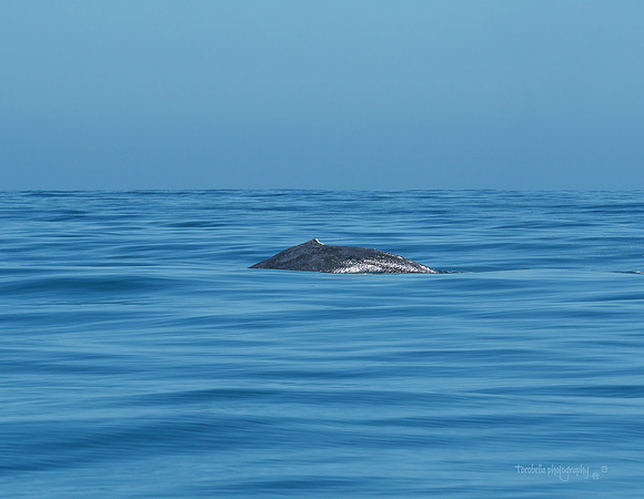 Quietude