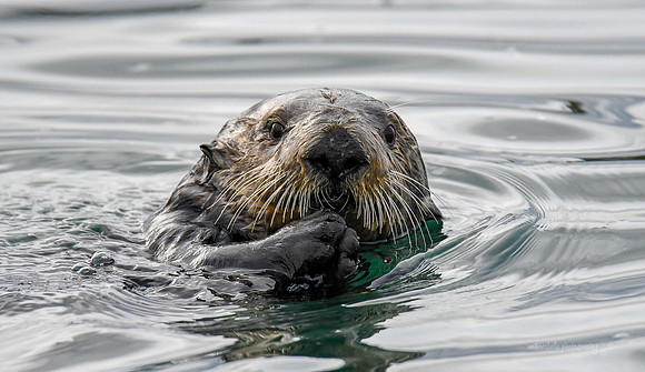 Sea Otter 2