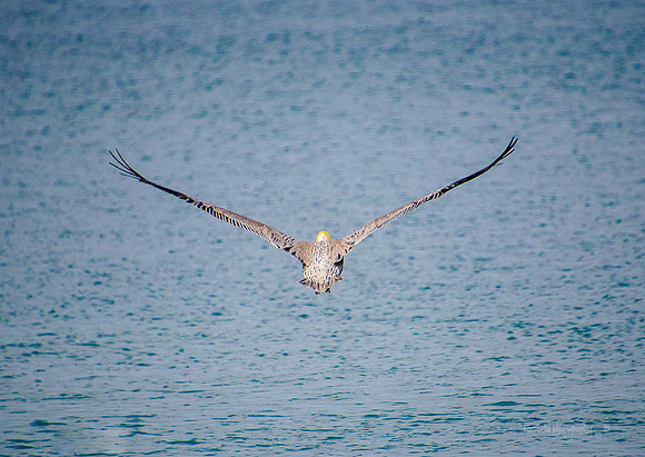 Brown Pelican flying away