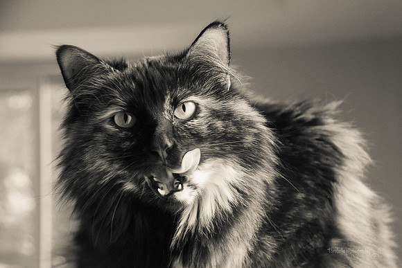 Cita tongue out creamtone