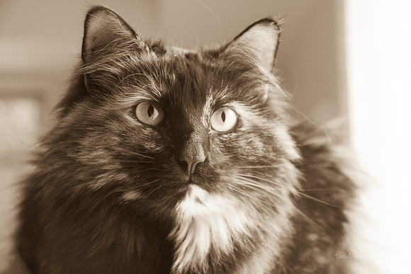 Cita sepia