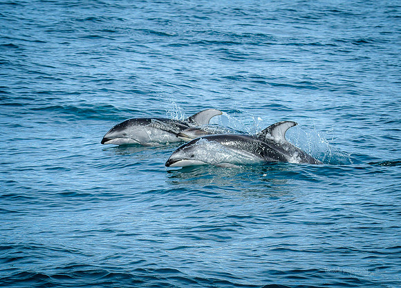 Pacific White-Sided Dolphins