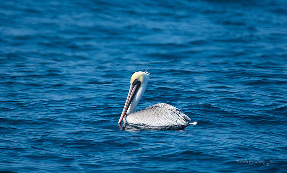 Breeding Brown Pelican in water