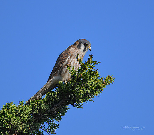 American Kestrel