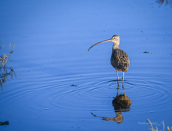 Long Billed Curlew