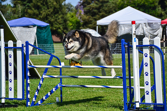 Belgian Terv trial 6.8.14-70