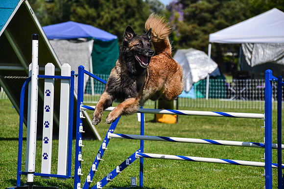 Belgian Terv trial 6.8.14-56