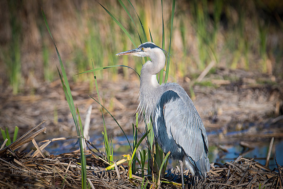 Great Blue Heron