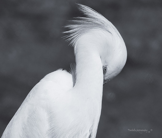 Snowy Egret curves