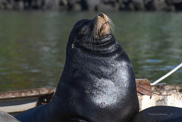 California Sea Lion