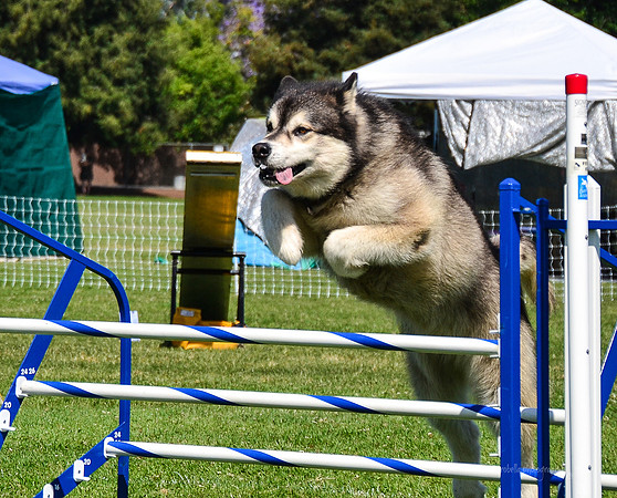 Belgian Terv trial 6.8.14-84