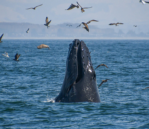 Humpback and Sooty Shearwaters
