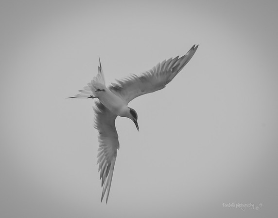 Heavenly Forster's Tern