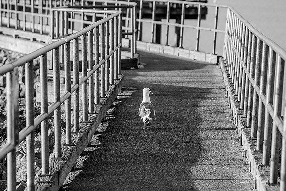 Gull on walkway