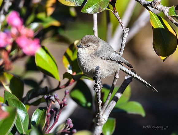 Bushtit