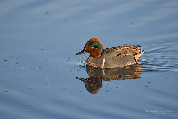 Green-Winged Teal 2