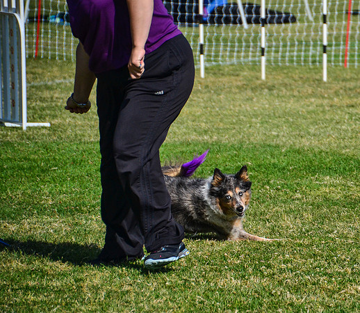 Belgian Terv trial 6.8.14-38