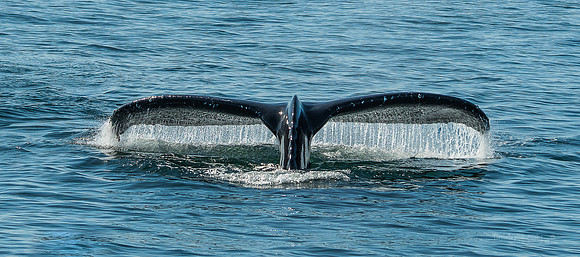 Humpback fluke