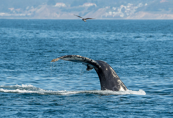 Whale Tail with Heerman's Gull